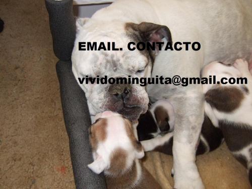 Se venden Cachorrito (as) de raza Bulldog  In - Imagen 3