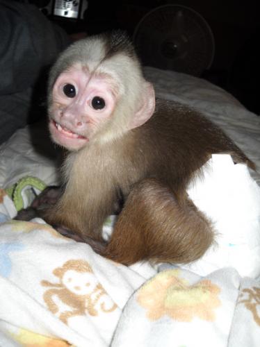 Bebé chimpancé + monos capuchinos + tití + - Imagen 1