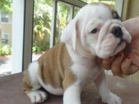 Adopta de hermosos cachorritos bulldog ingles - Imagen 2