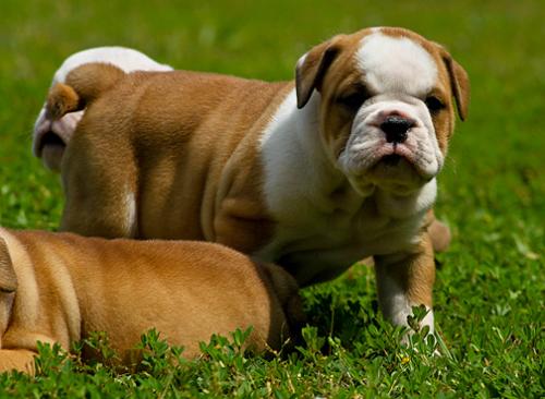 Preciosos cachorritos de Bulldog Ingles de Pu - Imagen 1